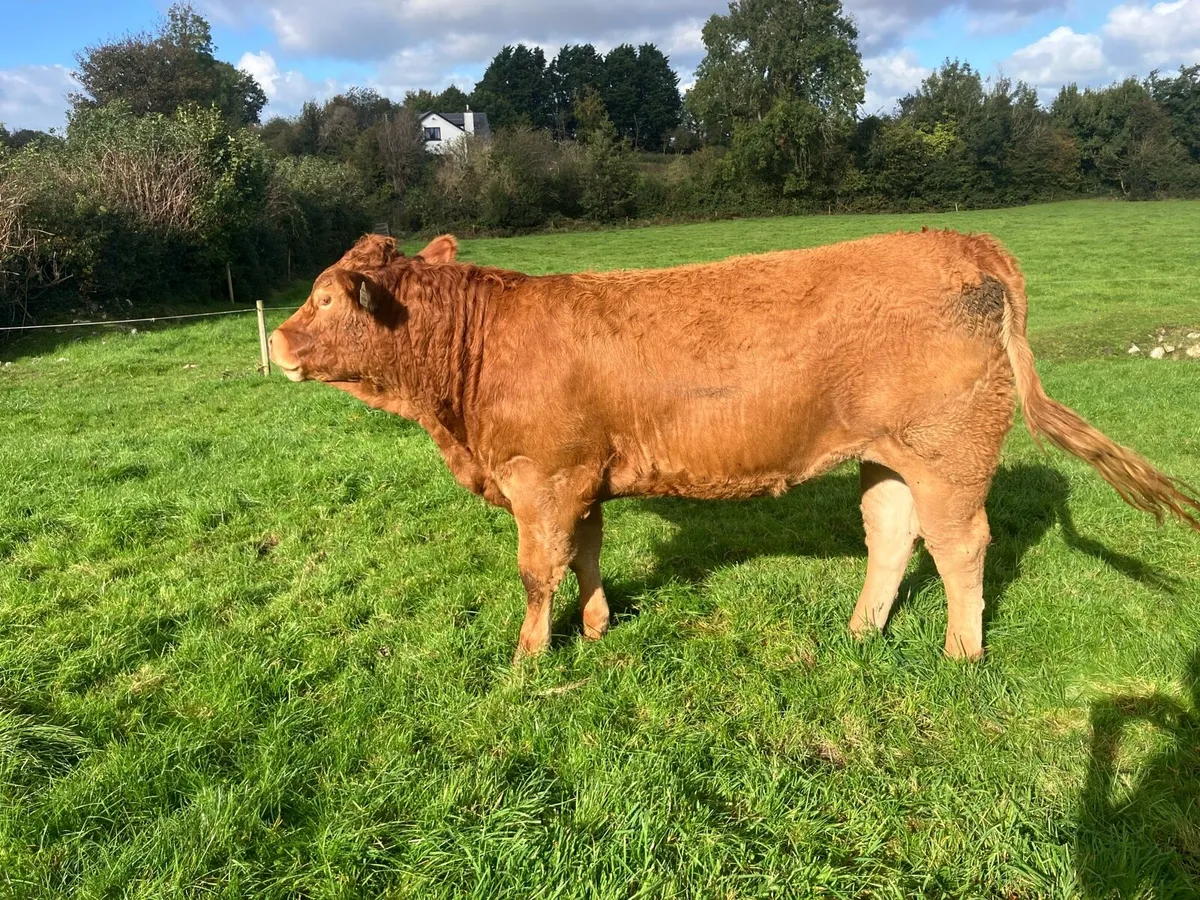 Super Breeding Limousin Heifers for sale - Image 3