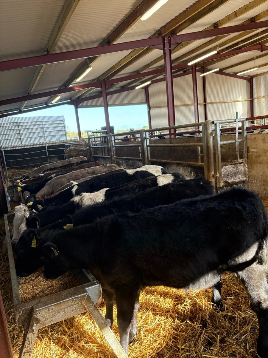 12 smashing heifer Weanlings for sale - Image 1