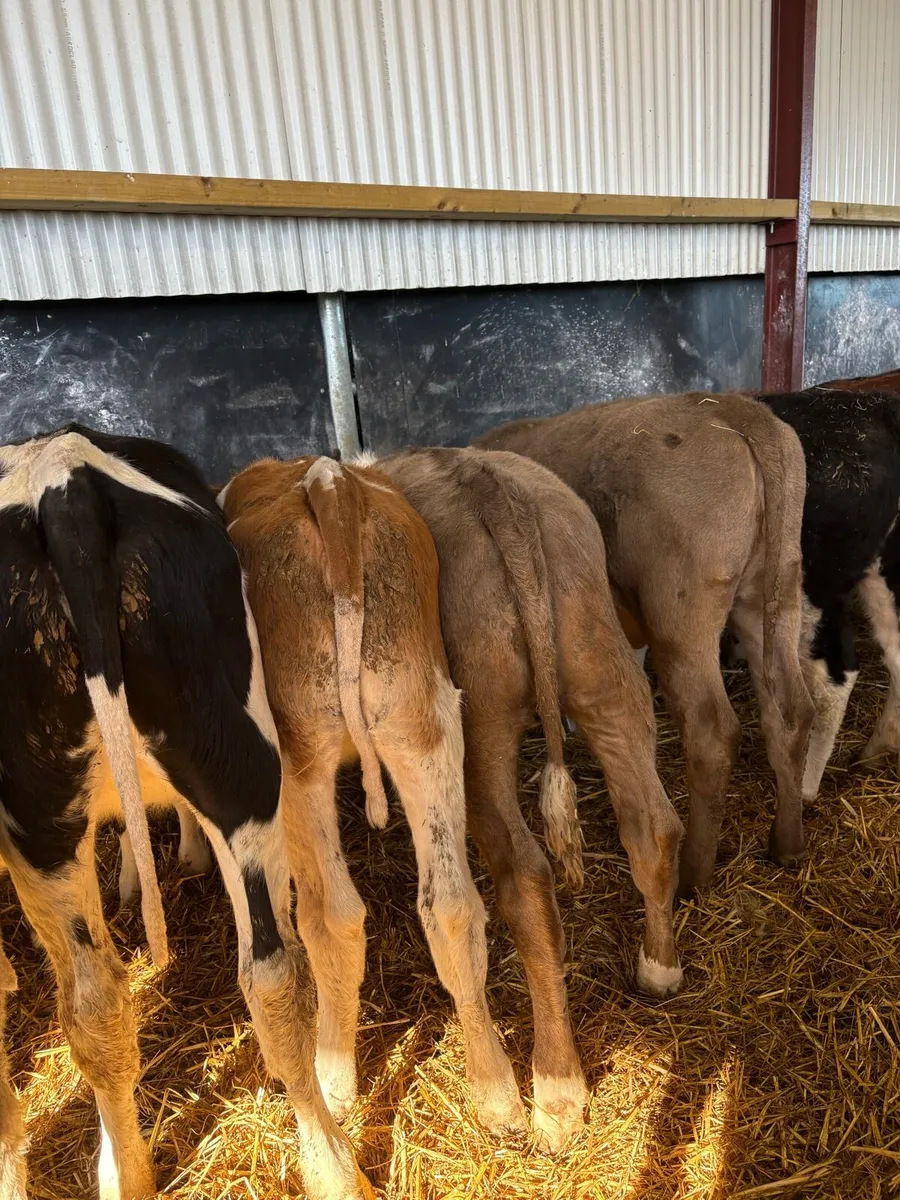 12 smashing heifer Weanlings for sale - Image 2