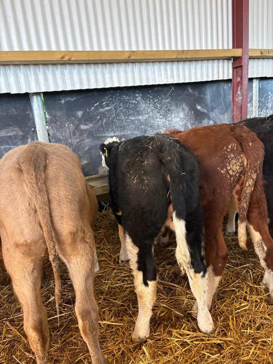 12 smashing heifer Weanlings for sale - Image 3