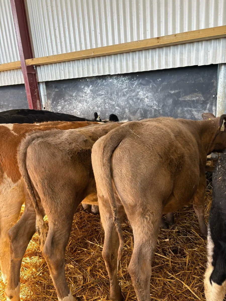 12 smashing heifer Weanlings for sale - Image 4