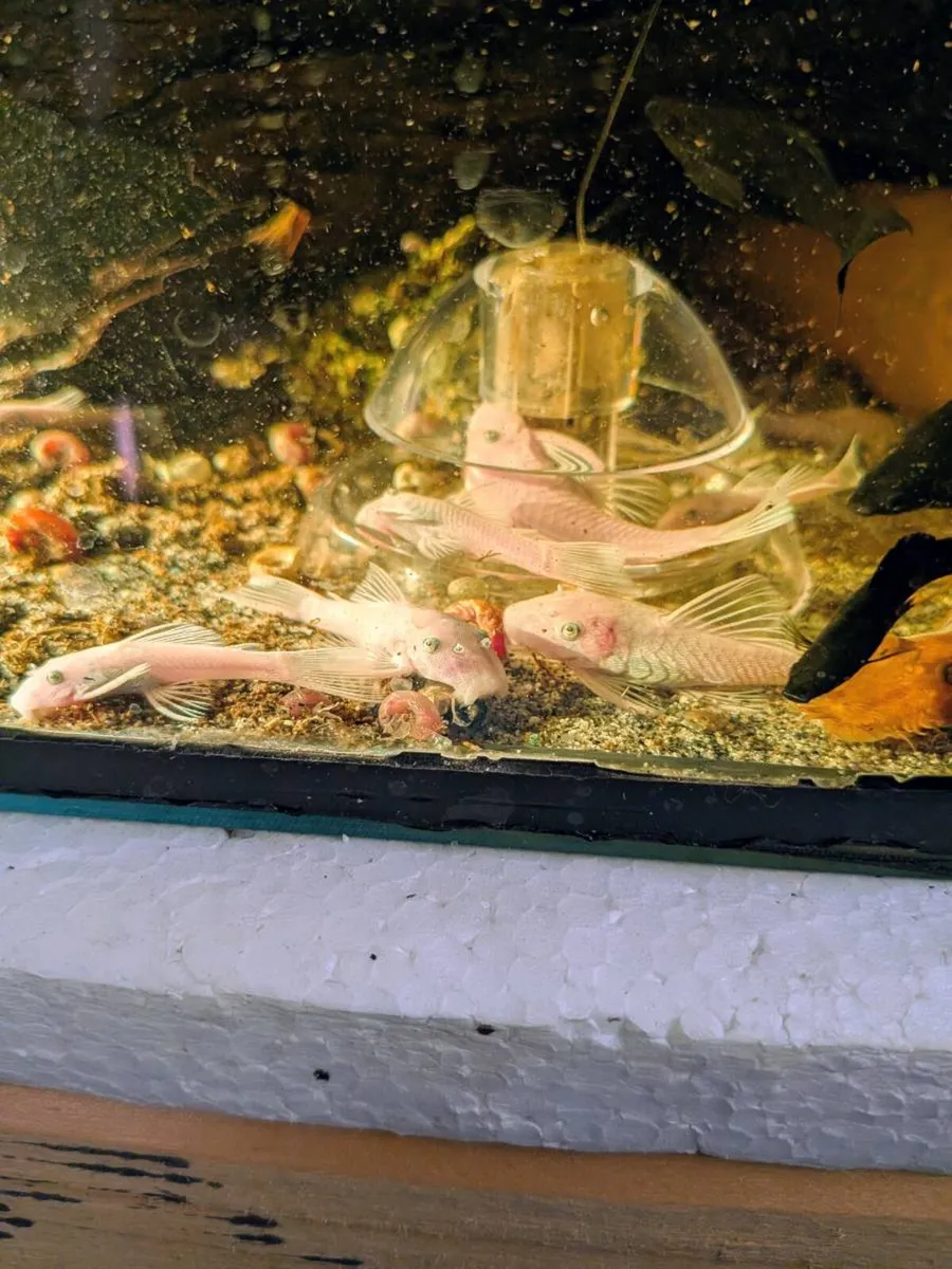 Bristlenose pleco - Image 1