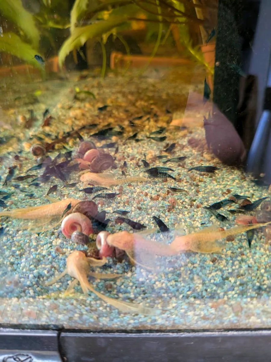 Bristlenose pleco - Image 4