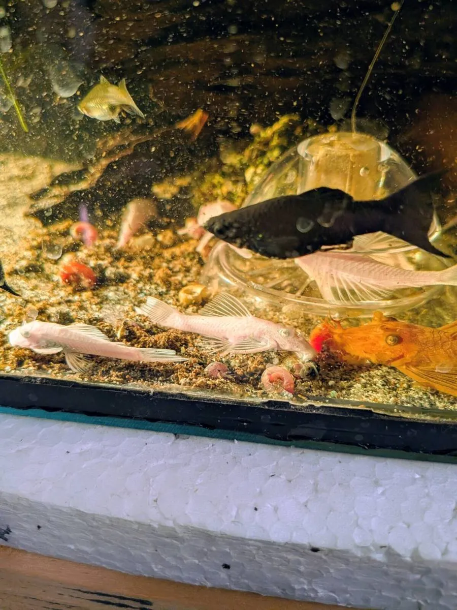 Bristlenose pleco - Image 2