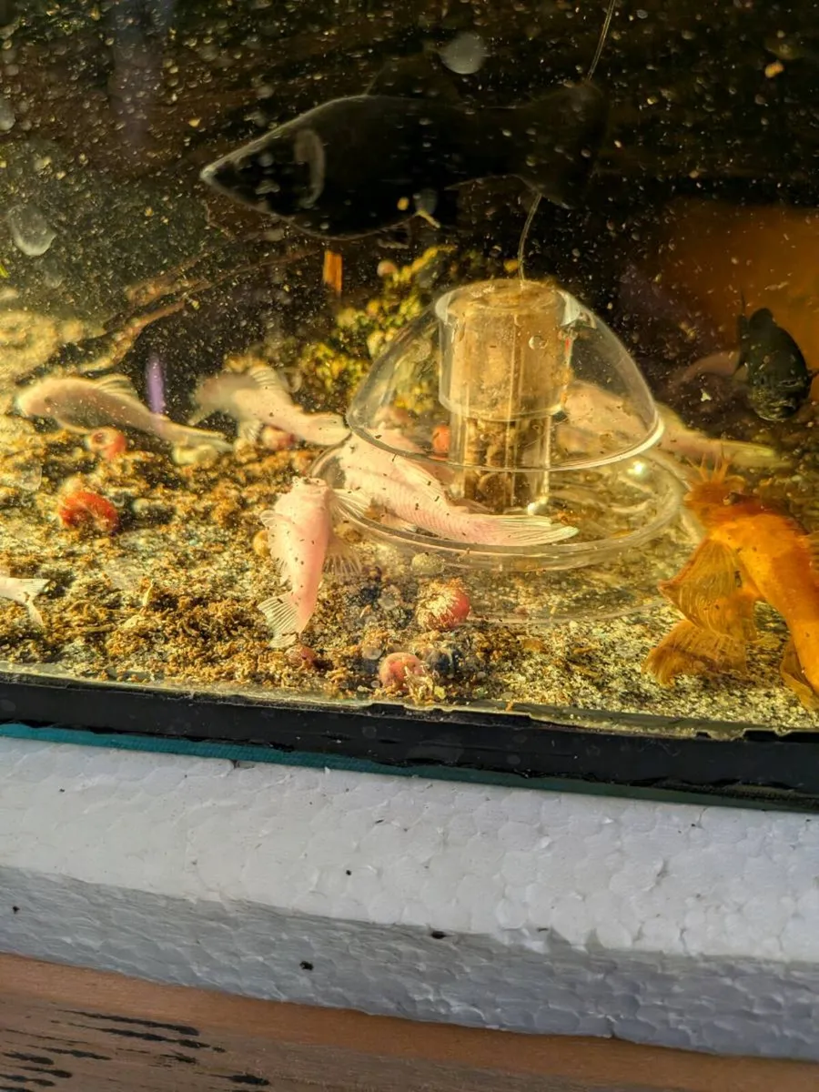 Bristlenose pleco - Image 3