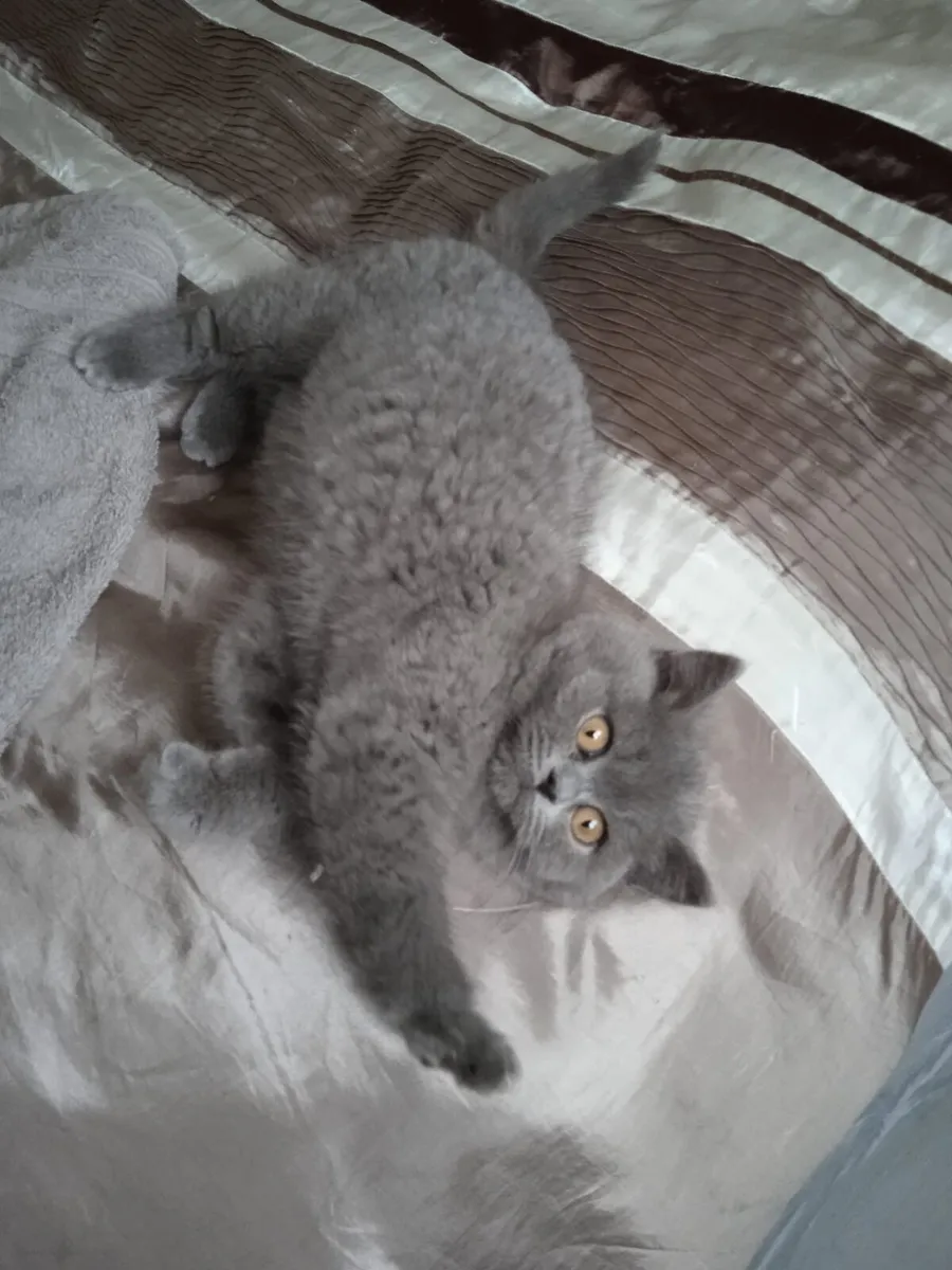 Purebred British Shorthair kittens - Image 2