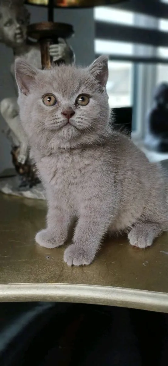 Purebred British Shorthair kittens - Image 3