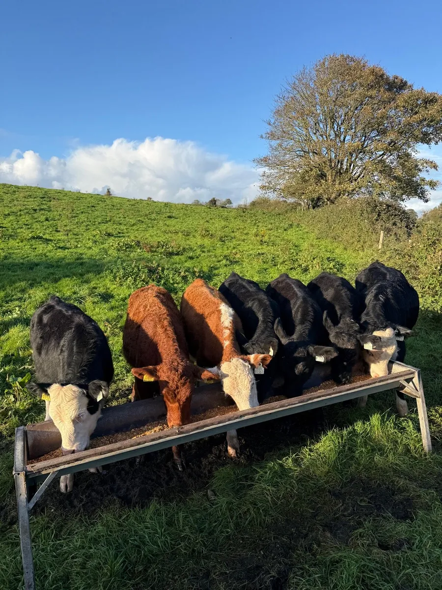Angus & Hereford weanlings - Image 1