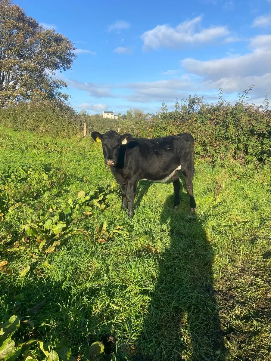 Angus & Hereford weanlings - Image 2