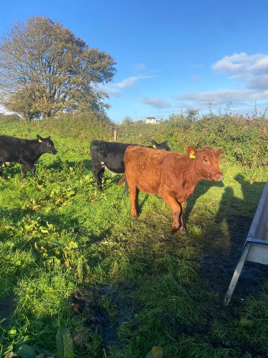 Angus & Hereford weanlings - Image 3