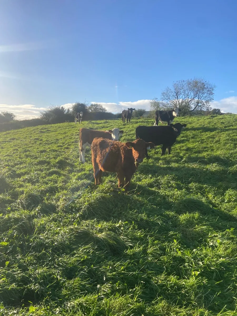 Angus & Hereford weanlings - Image 4