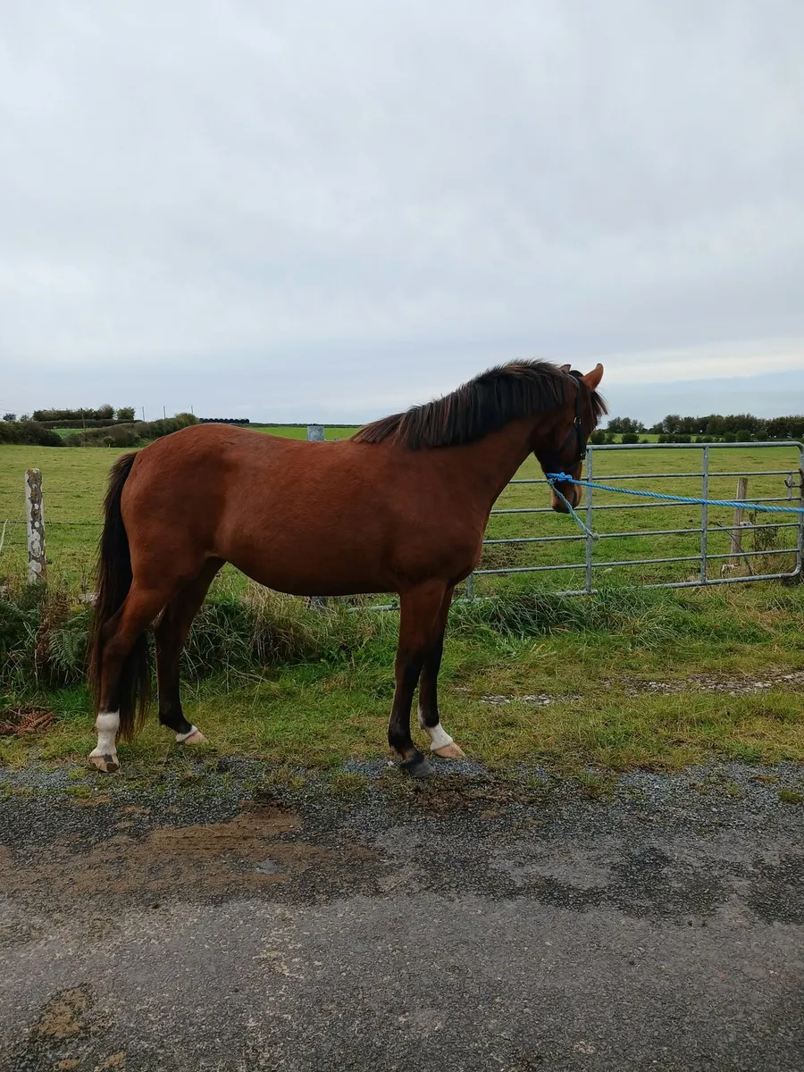 3 yo old filly - Image 3