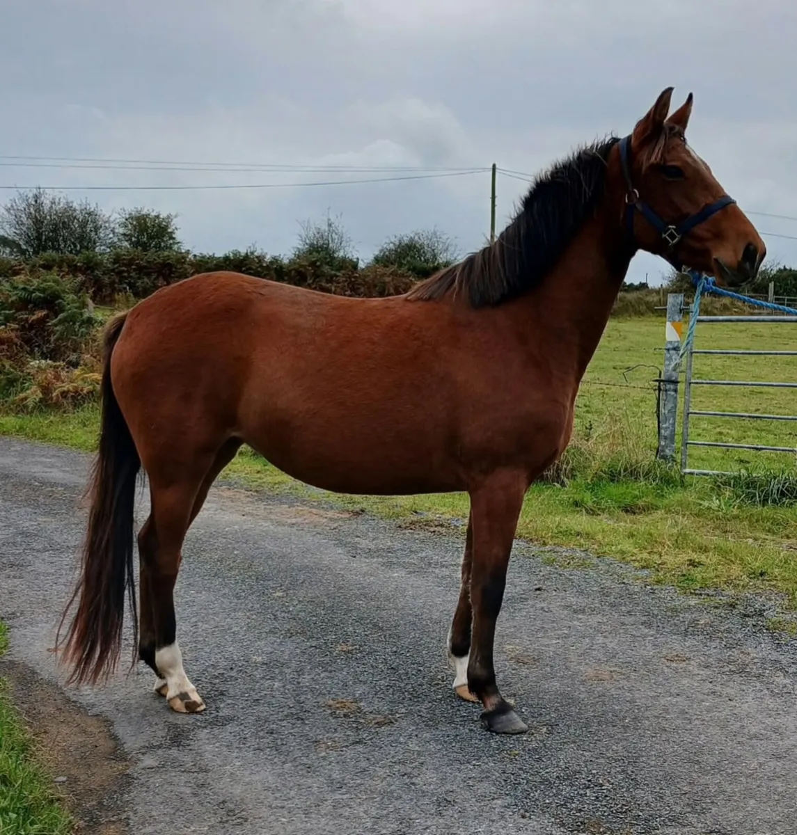 3 yo old filly - Image 1