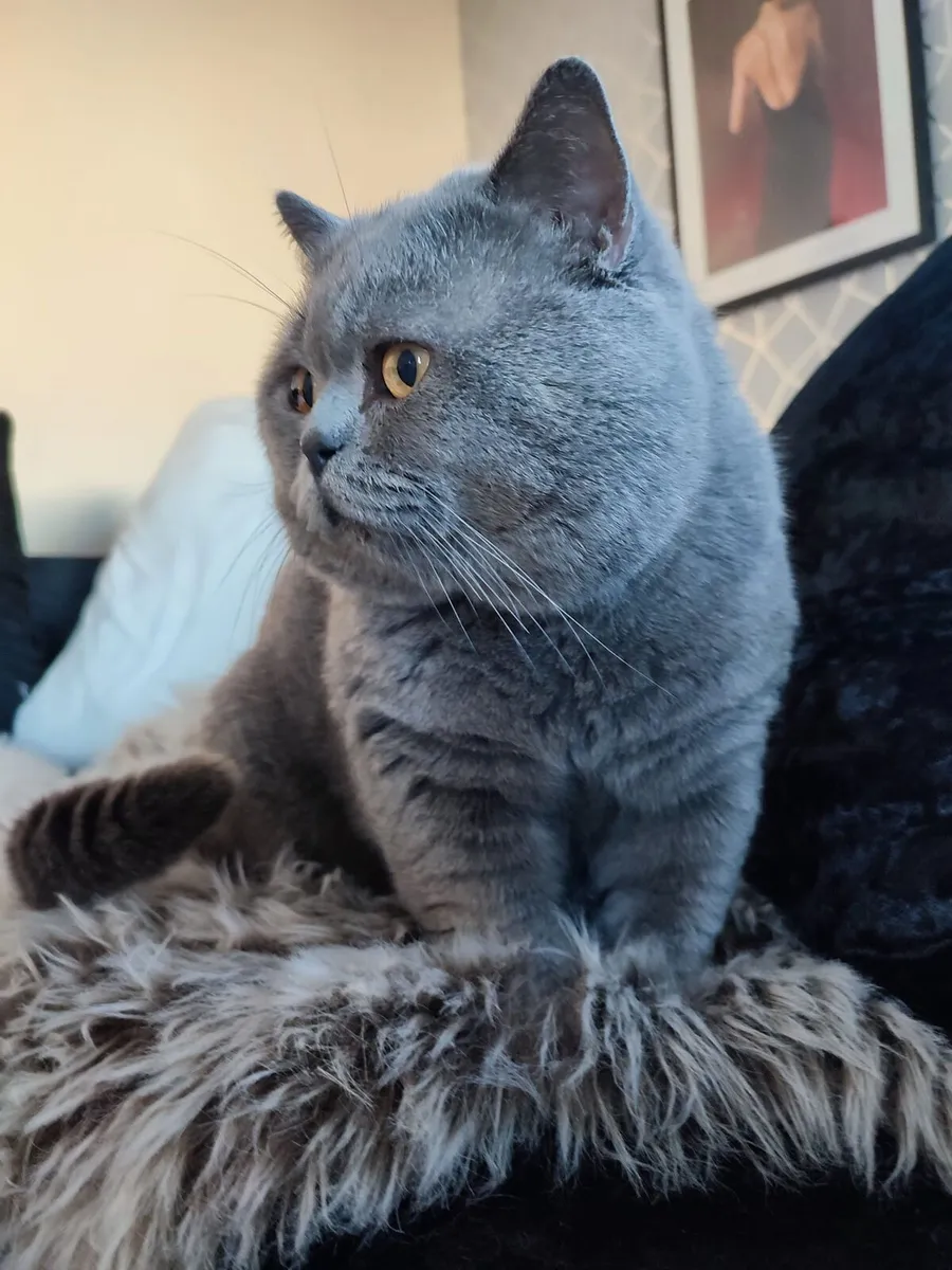 Purebred British Shorthair kittens - Image 4