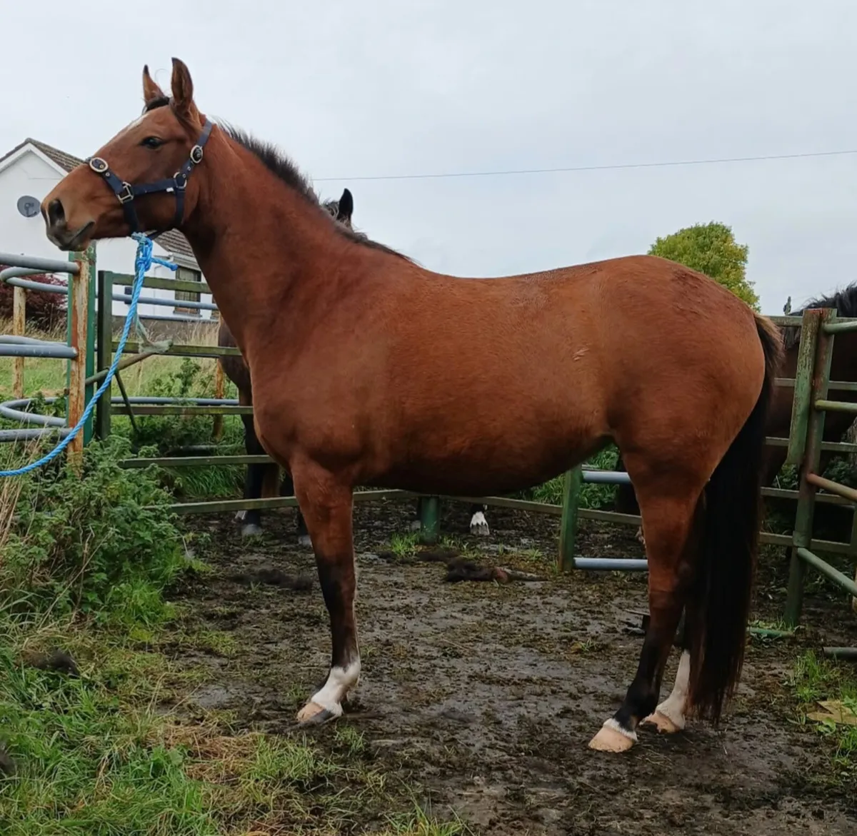 3 yo old filly - Image 2