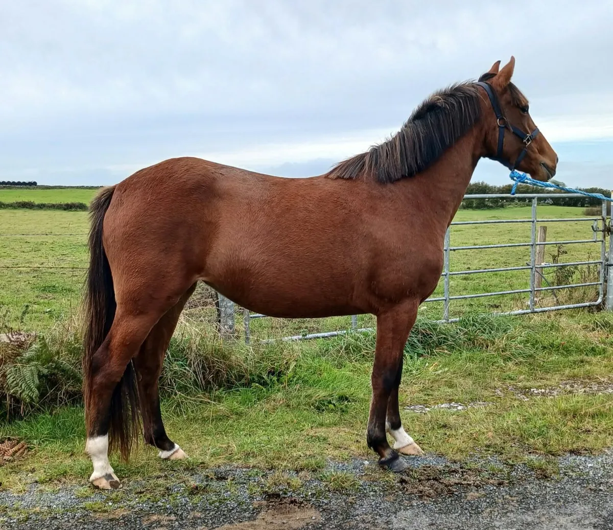 3 yo old filly - Image 4