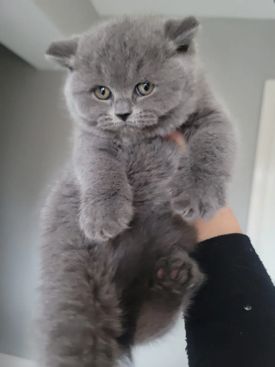 Purebred British Shorthair kittens - Image 1