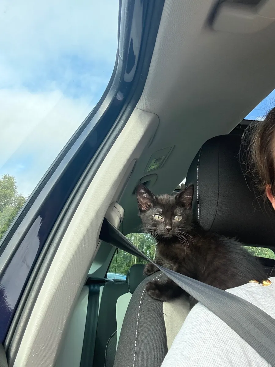 Kitten - Image 1
