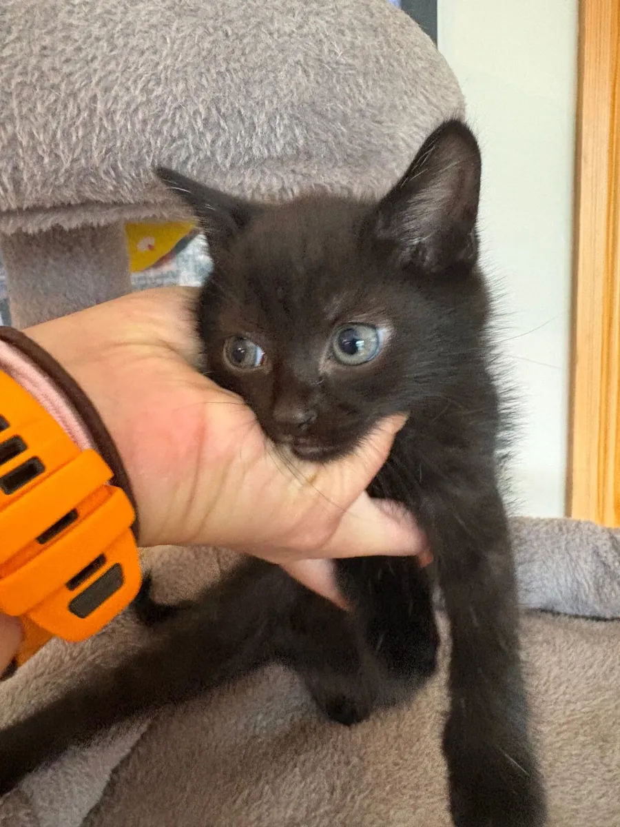 Kitten - Image 3