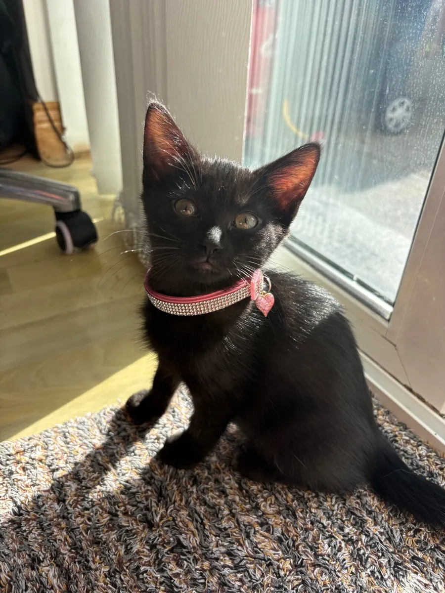 Kitten - Image 4