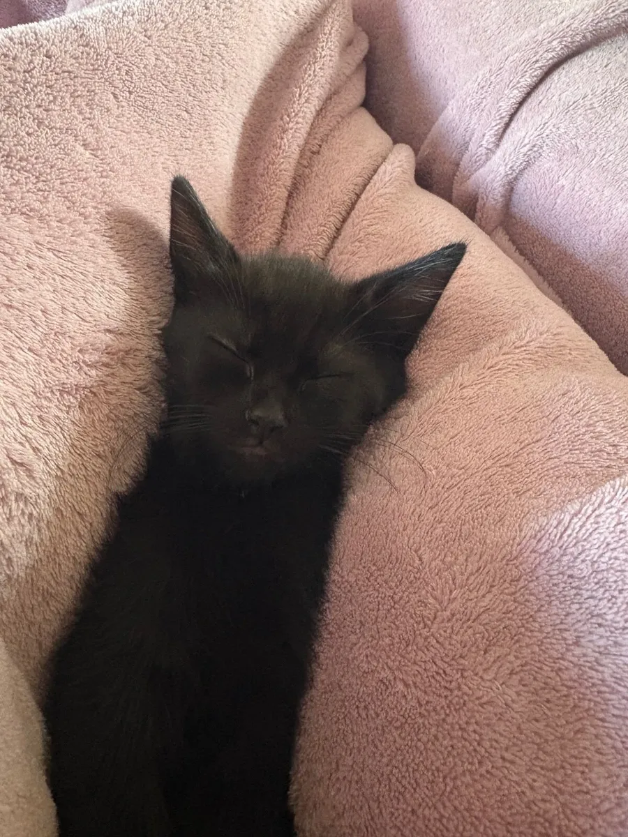 Kitten - Image 2