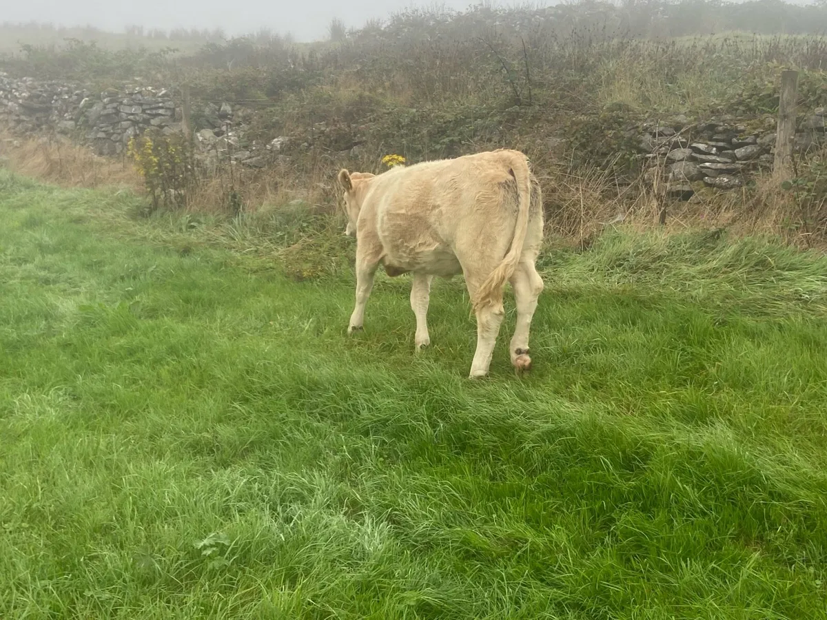 Breeding heifers - Image 2