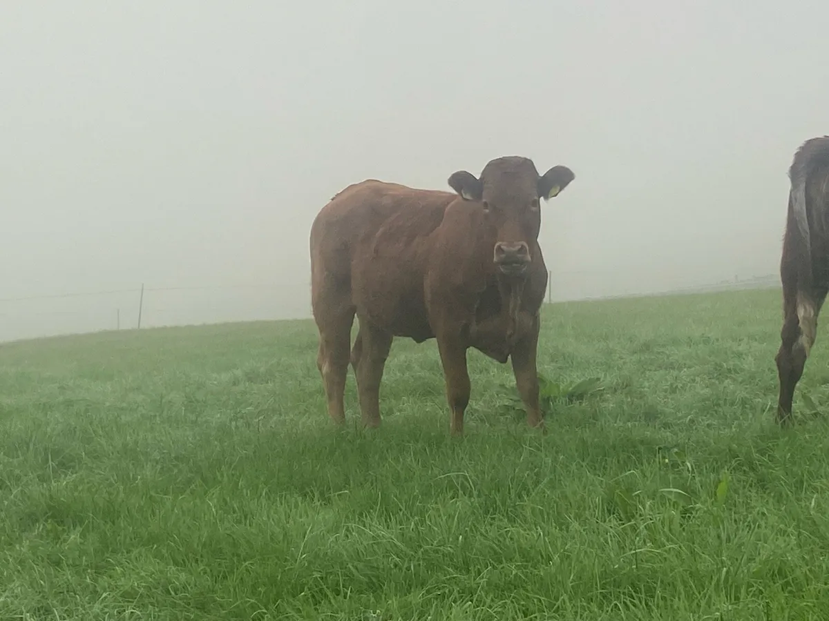 Breeding heifers - Image 4