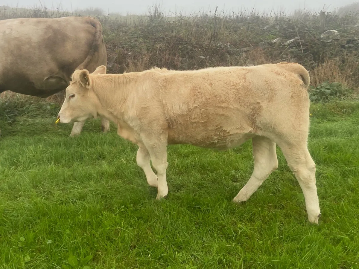 Breeding heifers - Image 3