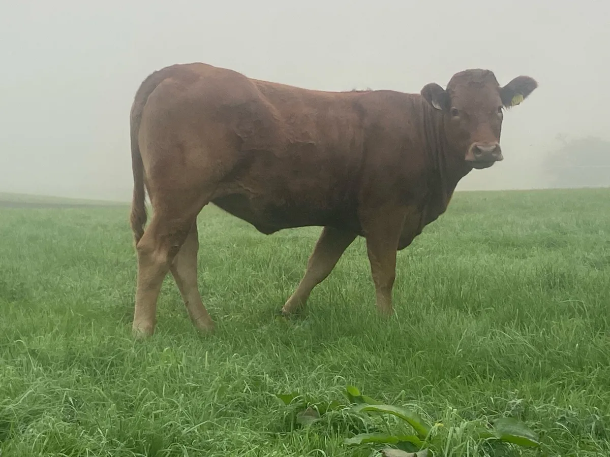 Breeding heifers - Image 1