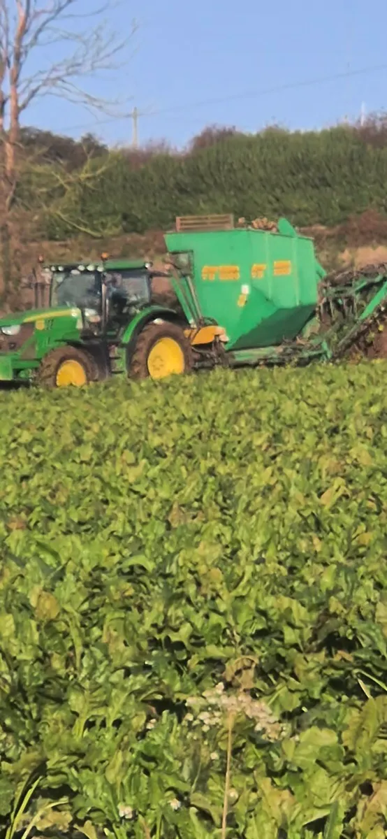 Sugar beet