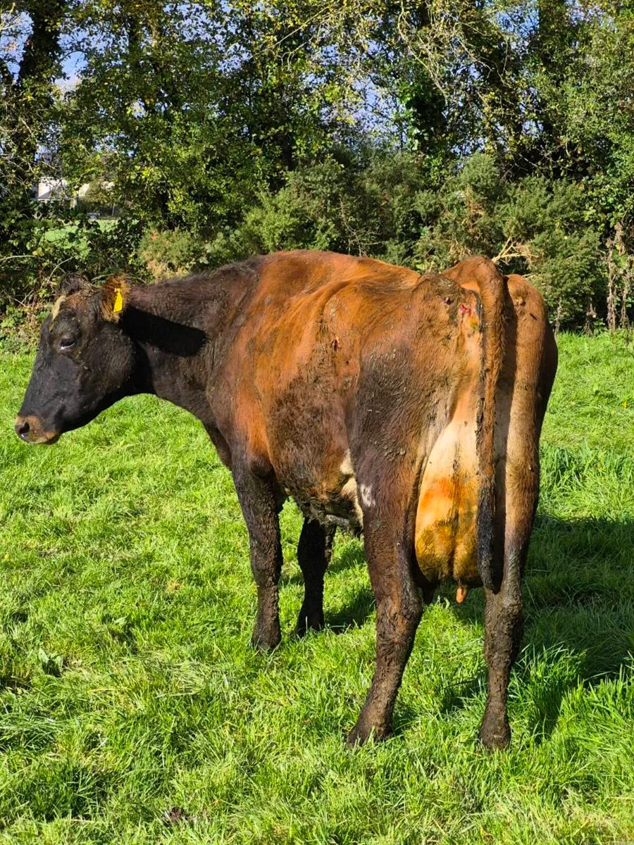 Cow suitable to feed calves - Image 2