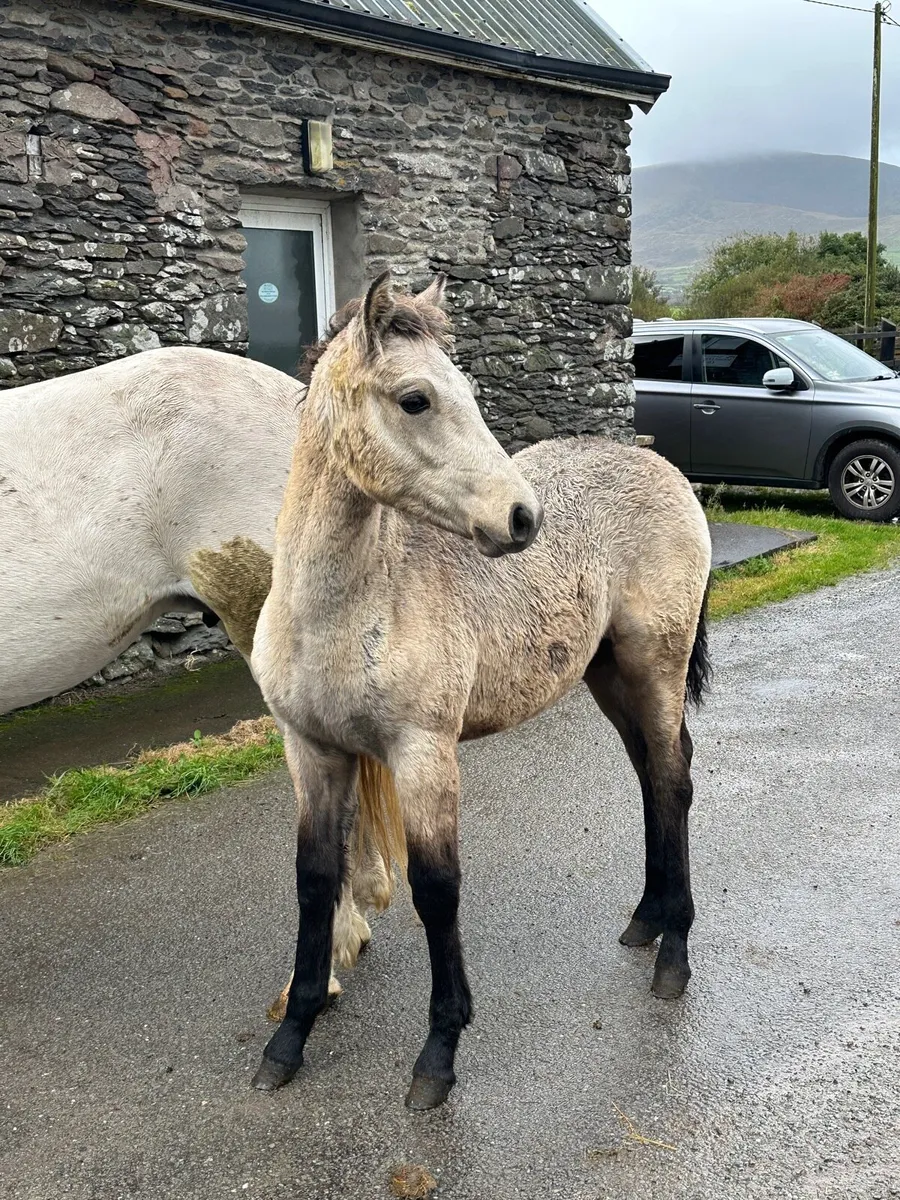 Dun Connemara Filly Foal - Image 1