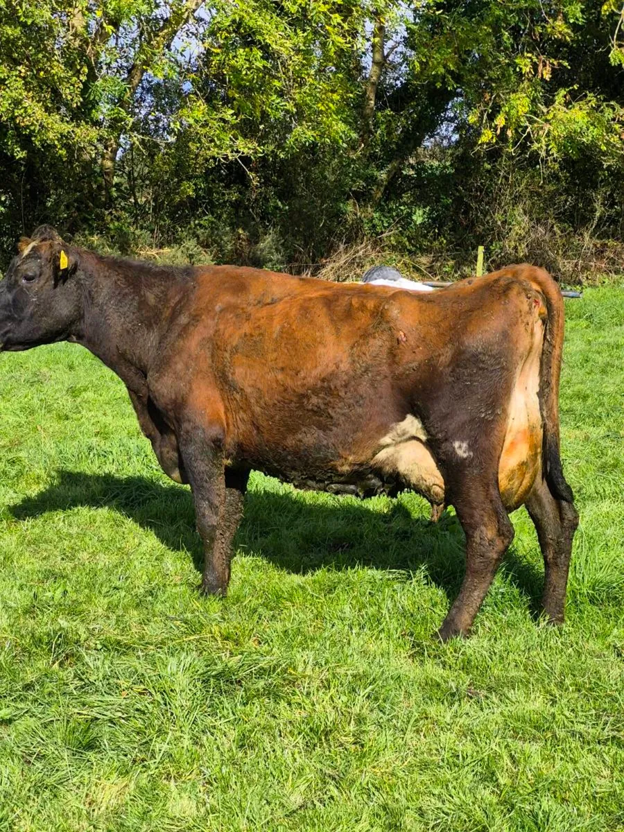 Cow suitable to feed calves - Image 1
