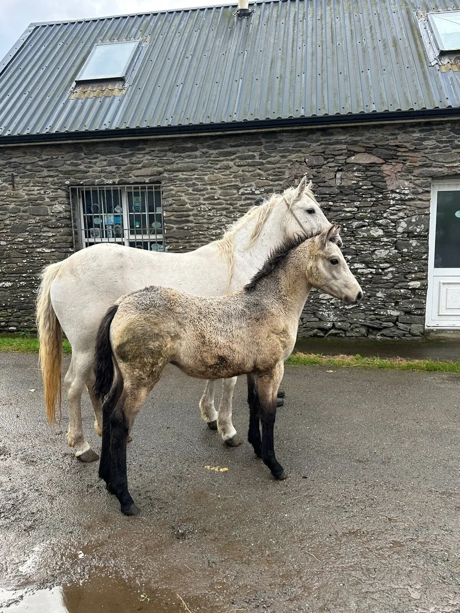Dun Connemara Filly Foal - Image 2
