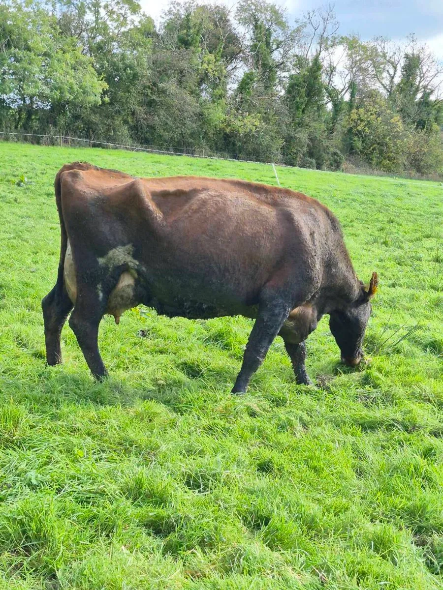 Cow suitable to feed calves - Image 4