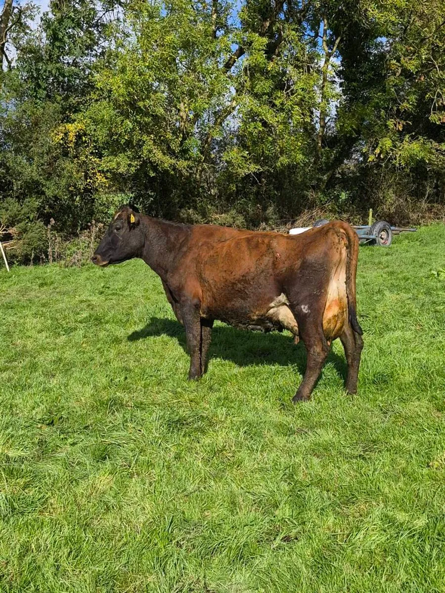 Cow suitable to feed calves - Image 3