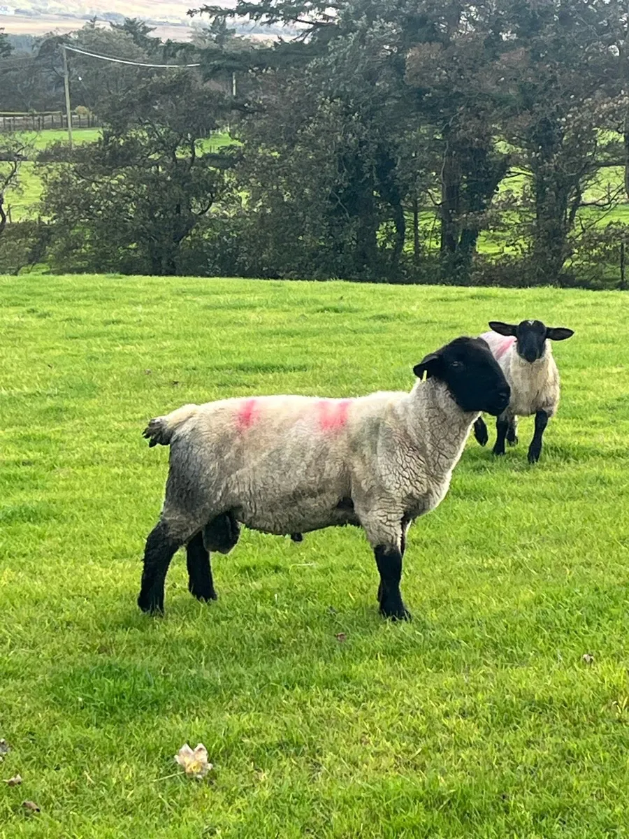 Suffolk ram