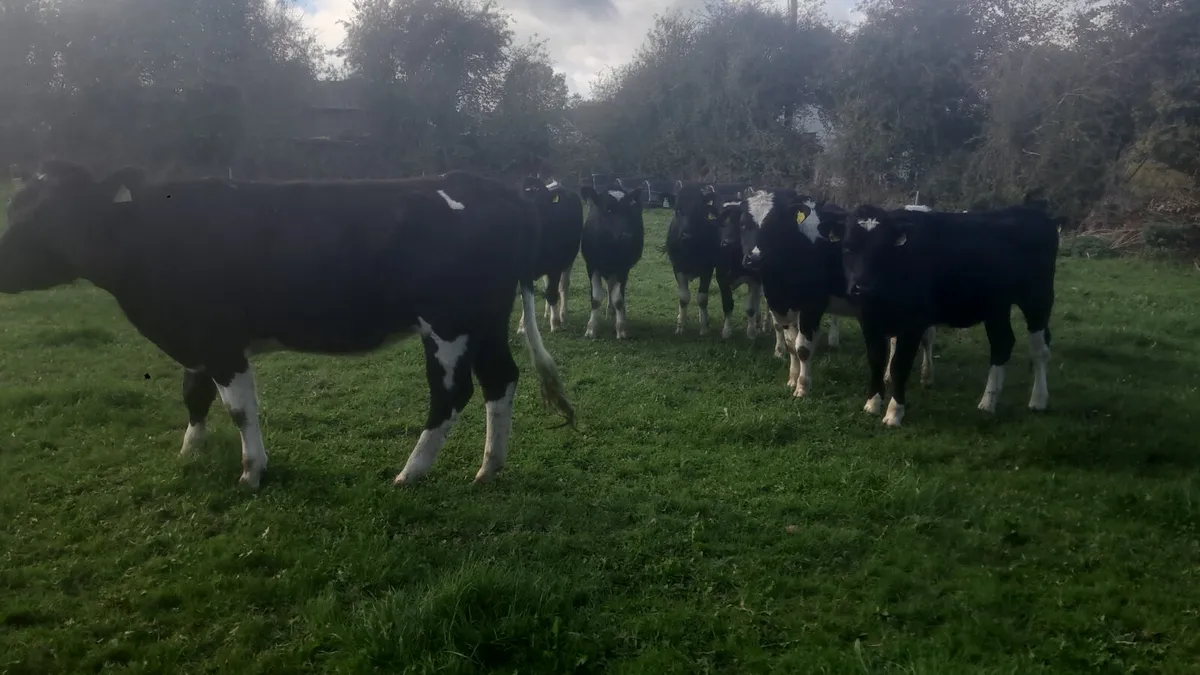 Fr heifers - Image 3