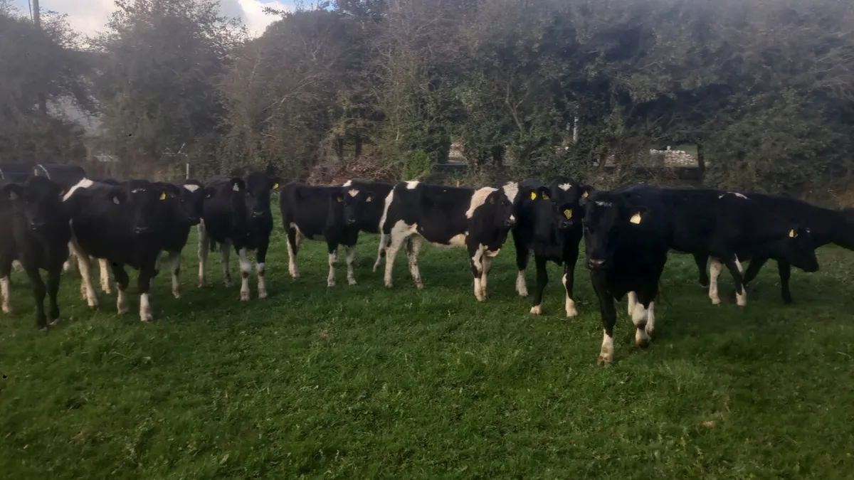 Fr heifers - Image 1