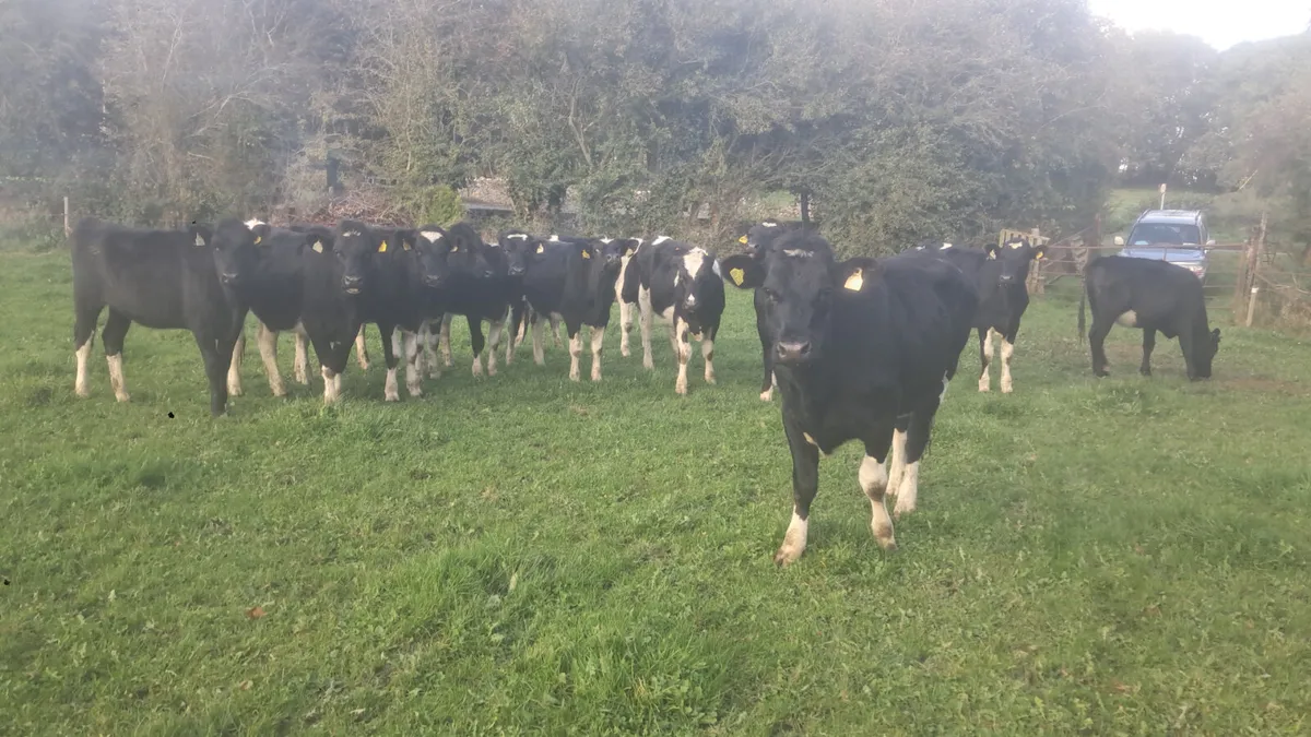Fr heifers - Image 2