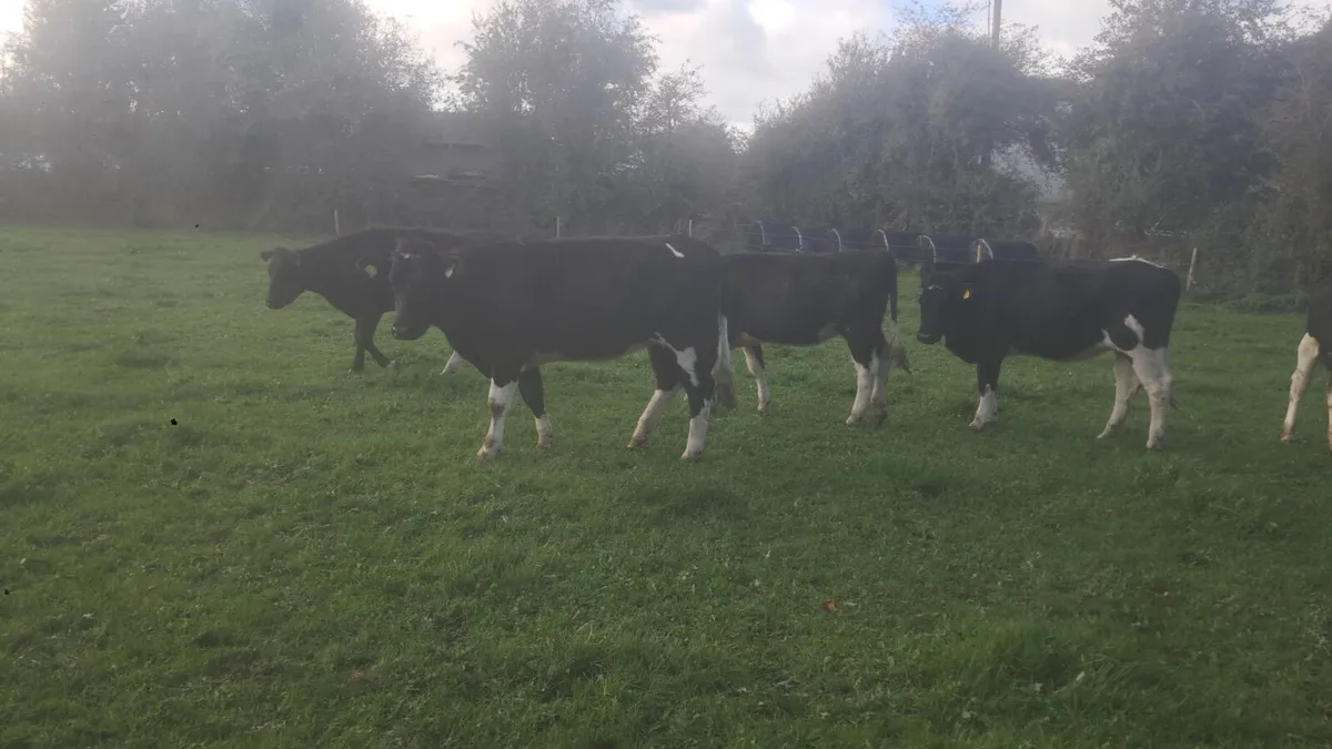 Fr heifers - Image 4