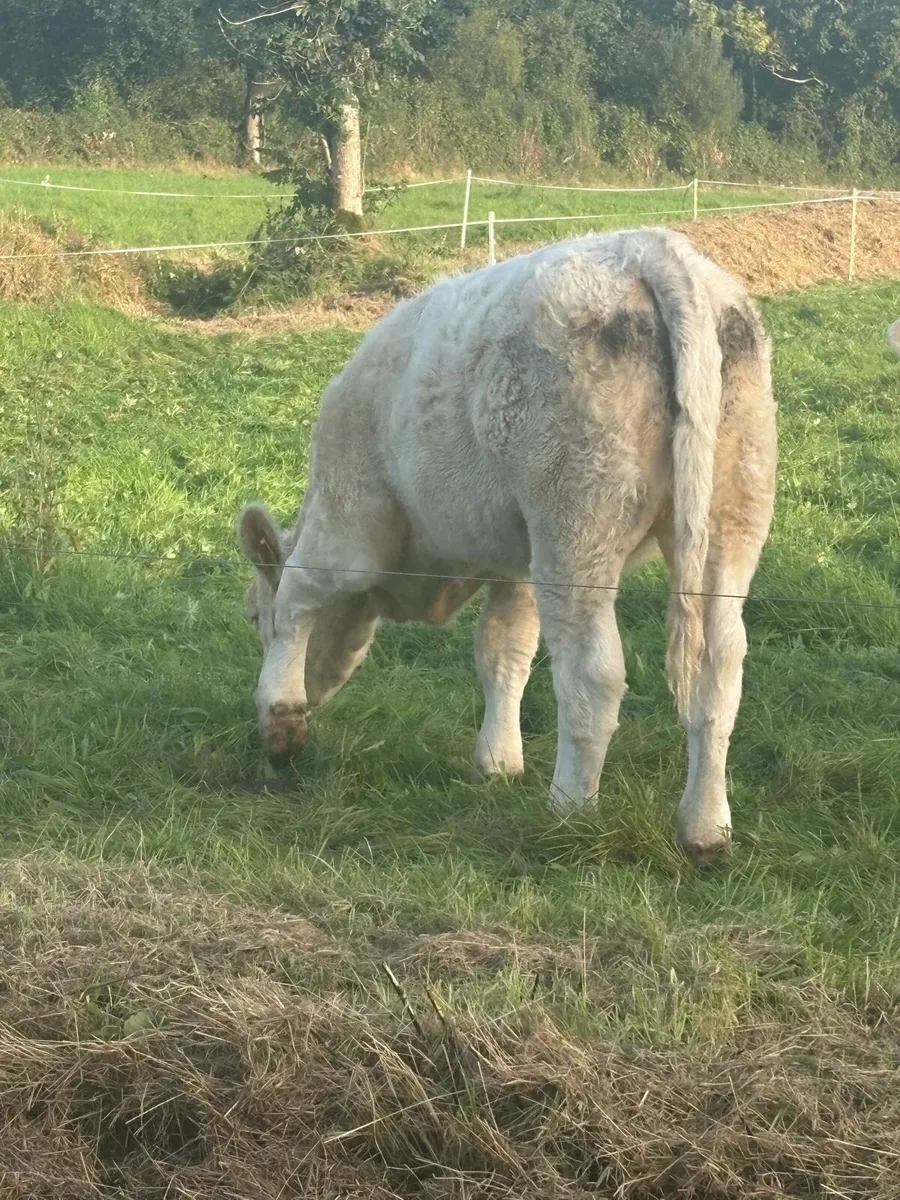 PB CHAROLAIS HEIFERS - Image 2