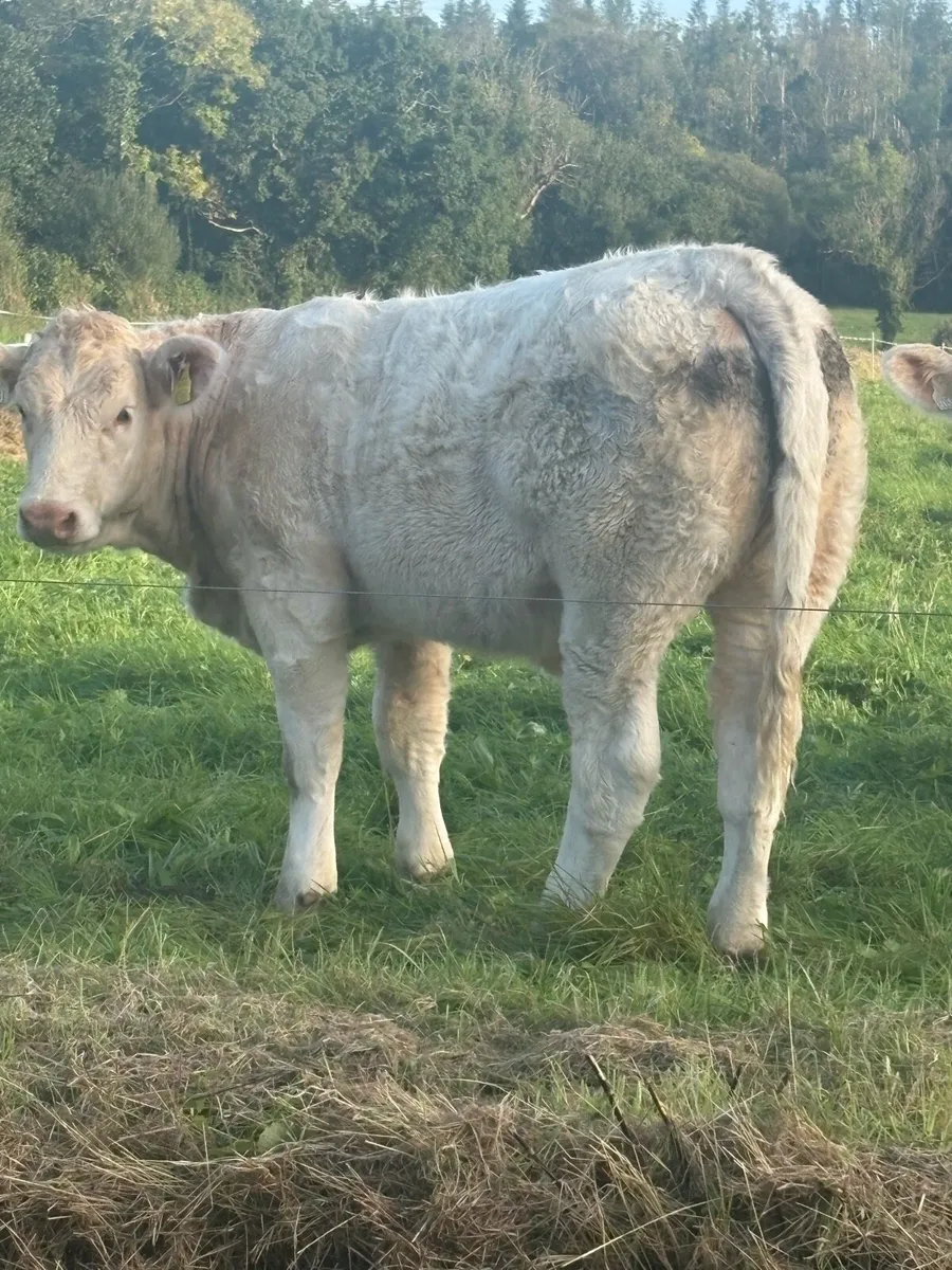 PB CHAROLAIS HEIFERS - Image 1