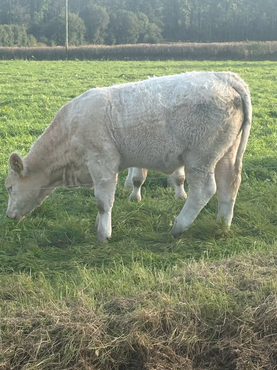 PB CHAROLAIS HEIFERS - Image 3
