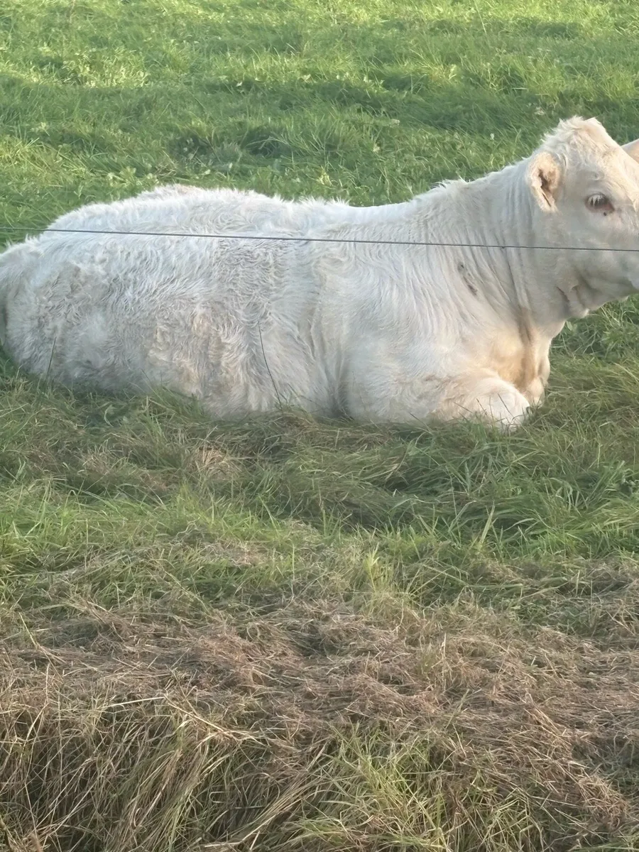 PB CHAROLAIS HEIFERS - Image 4