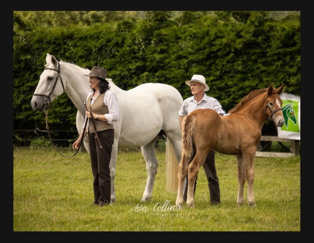 Irish draught colt foal - Image 2