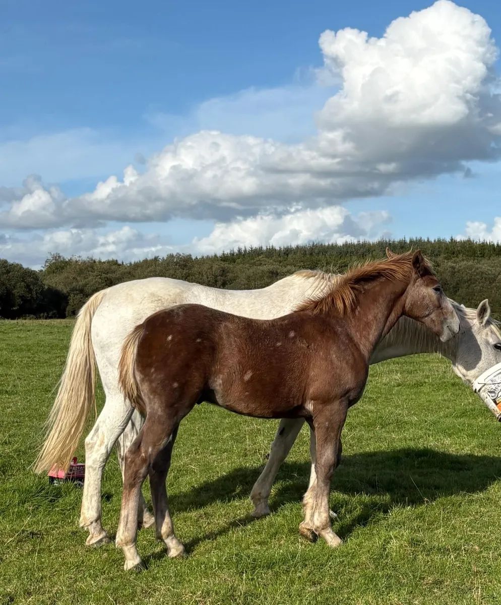 Irish draught colt foal - Image 4