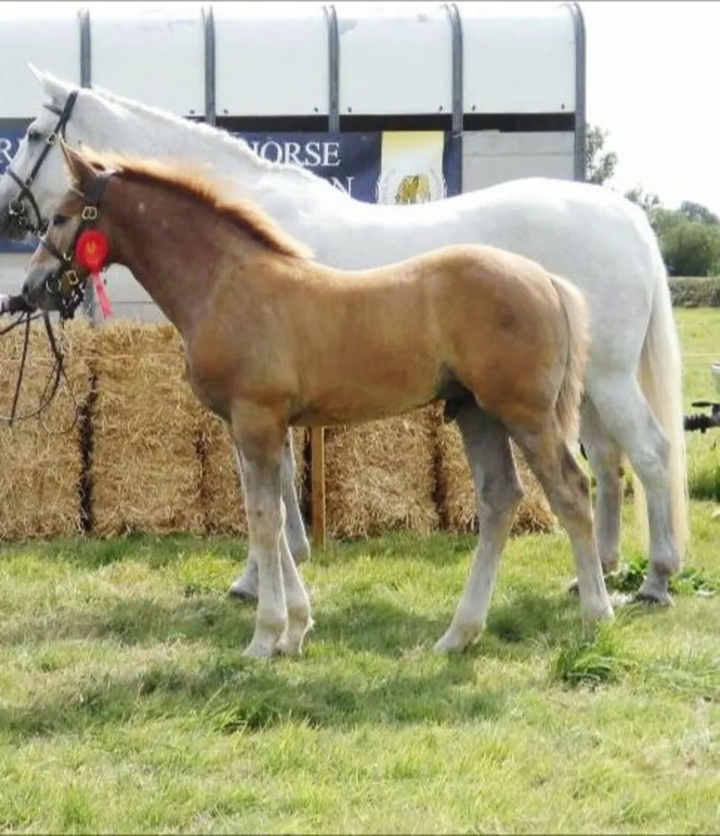 Irish draught colt foal - Image 1