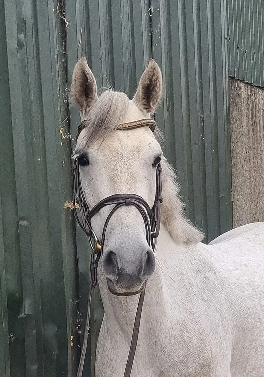 14.2hh 4yo Pony - Image 1