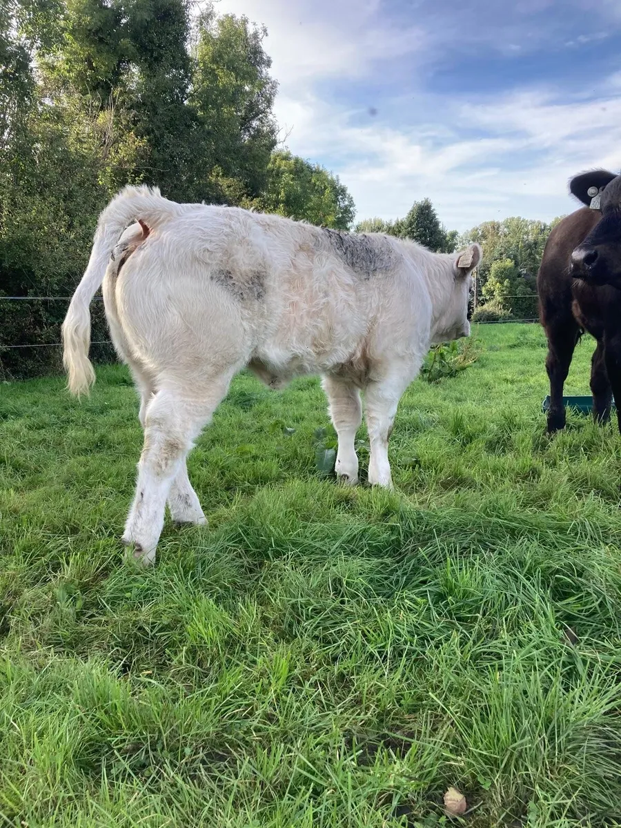 Pirate x. CF52 heifer calf & recip heifer - Image 4